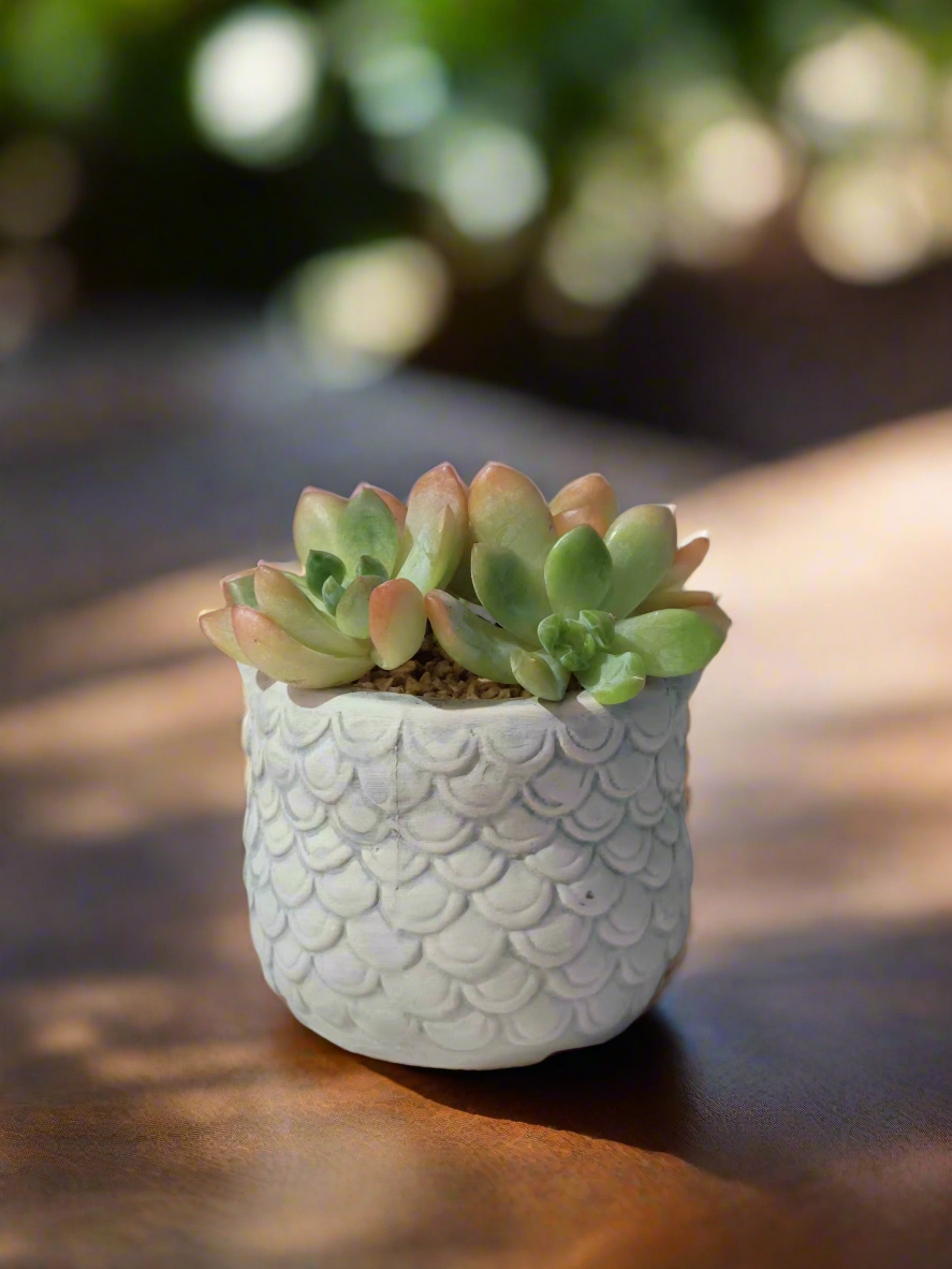 Succulent Owl Pot showcasing Sedum 'Alice Evans'