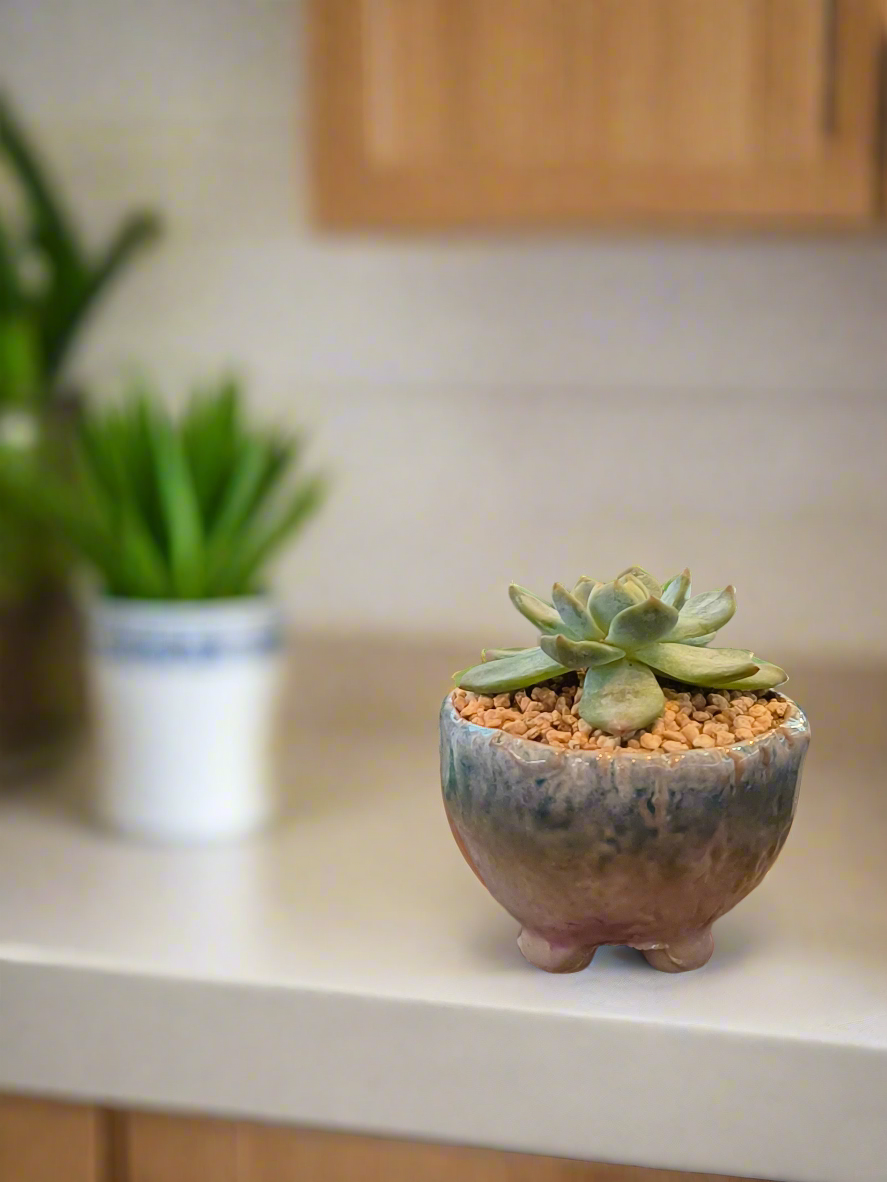 Succulent Misty Lavender Ombre Rustic Mini Planter – Echeveria Bluebird