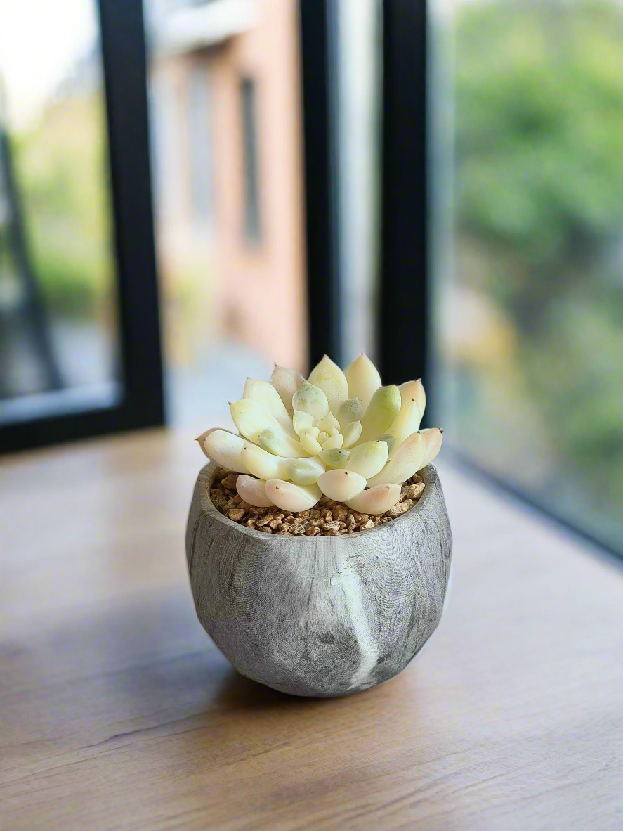 Handcrafted Succulent Harmony Grey Pot – Echeveria Elegans in Marble Pot in a minimalist setting.