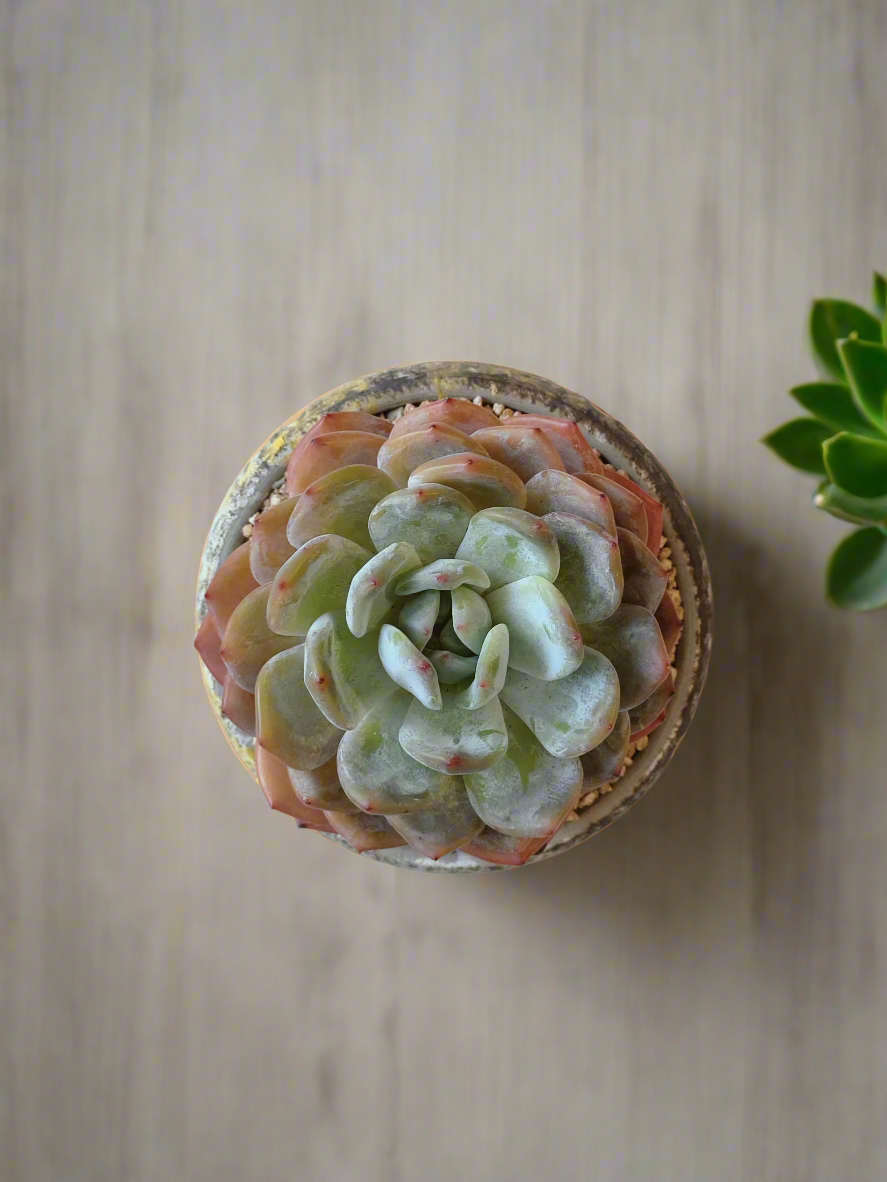 Succulent Moonlit Bloom Pot – Desert Gold with Echeveria Orange Monroe