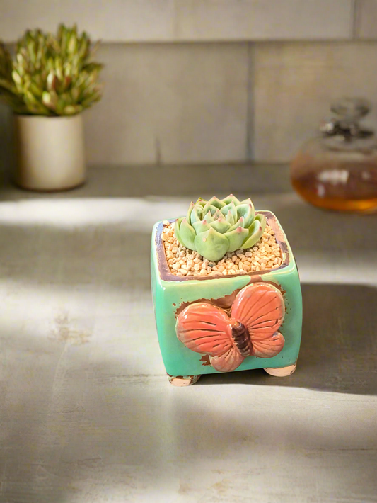 Succulent Ceramic Butterfly Square Teal Planter – Echeveria 'Onslow'