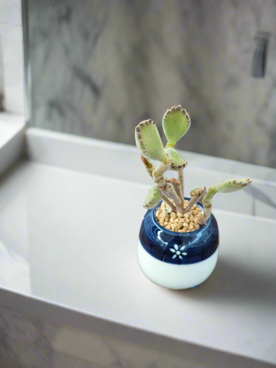 Succulent Tiny Sakura Blue Planter – Cotyledon tomentosa ‘Bear’s Paw’ - SlowBloomGreens