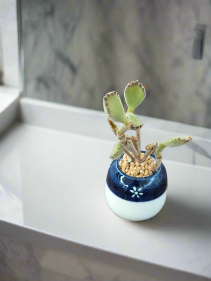 Succulent Tiny Sakura Blue Planter – Cotyledon tomentosa ‘Bear’s Paw’ - SlowBloomGreens