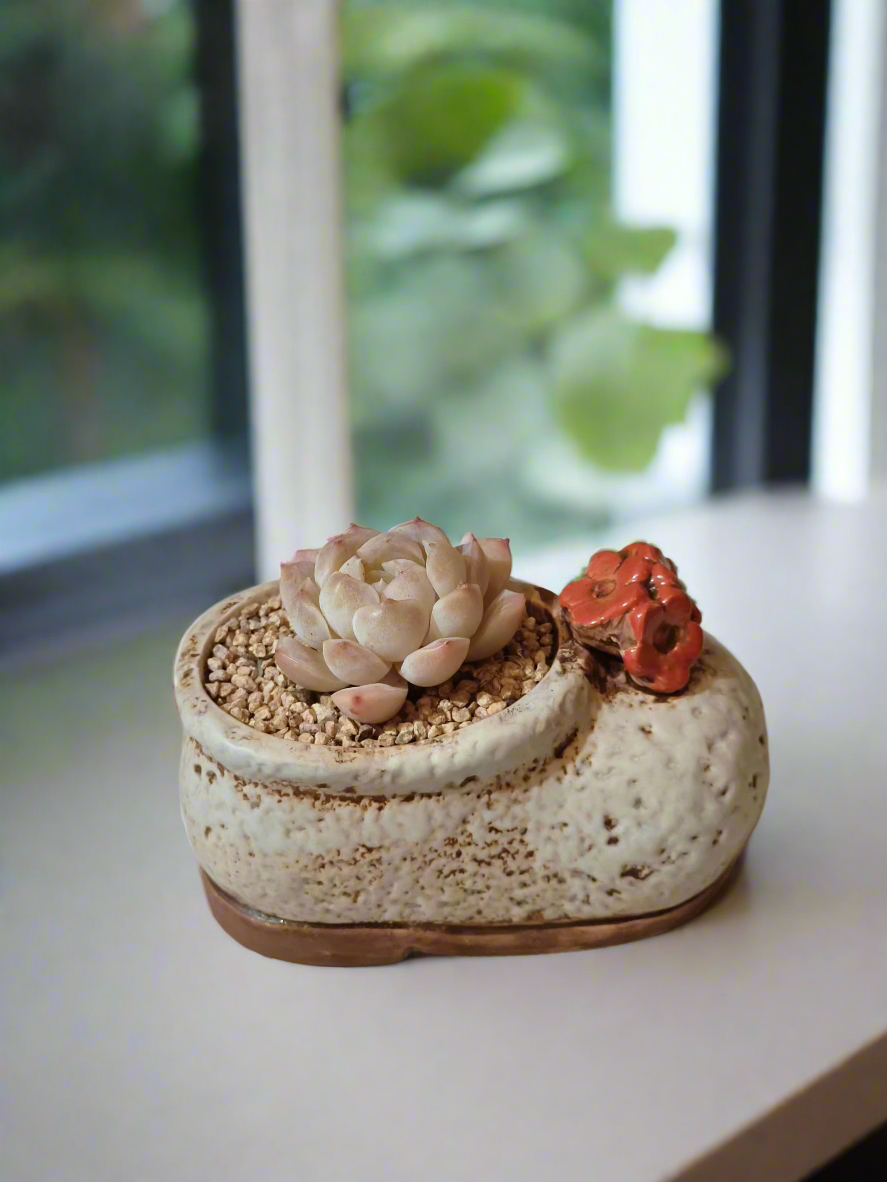 Succulent Mary Jane Charm White Pot – Echeveria Elegans - SlowBloomGreens