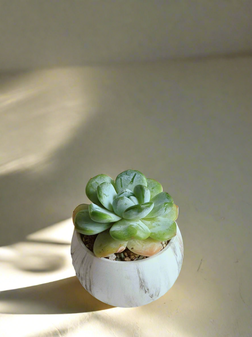 Unique round brown pot with Echeveria Ice Green