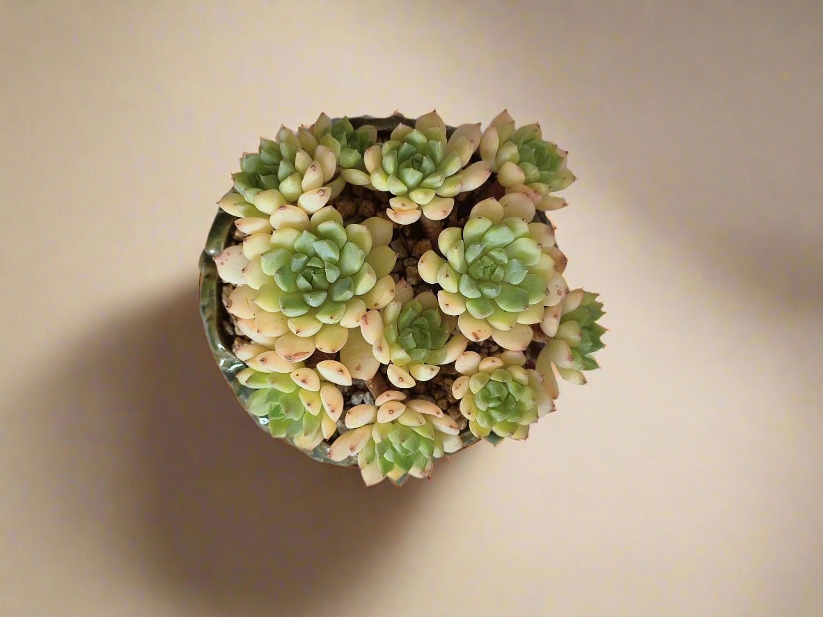 Arrangement of the Succulent Rustica Ceramic Pot – Echeveria Macadamia in natural light.