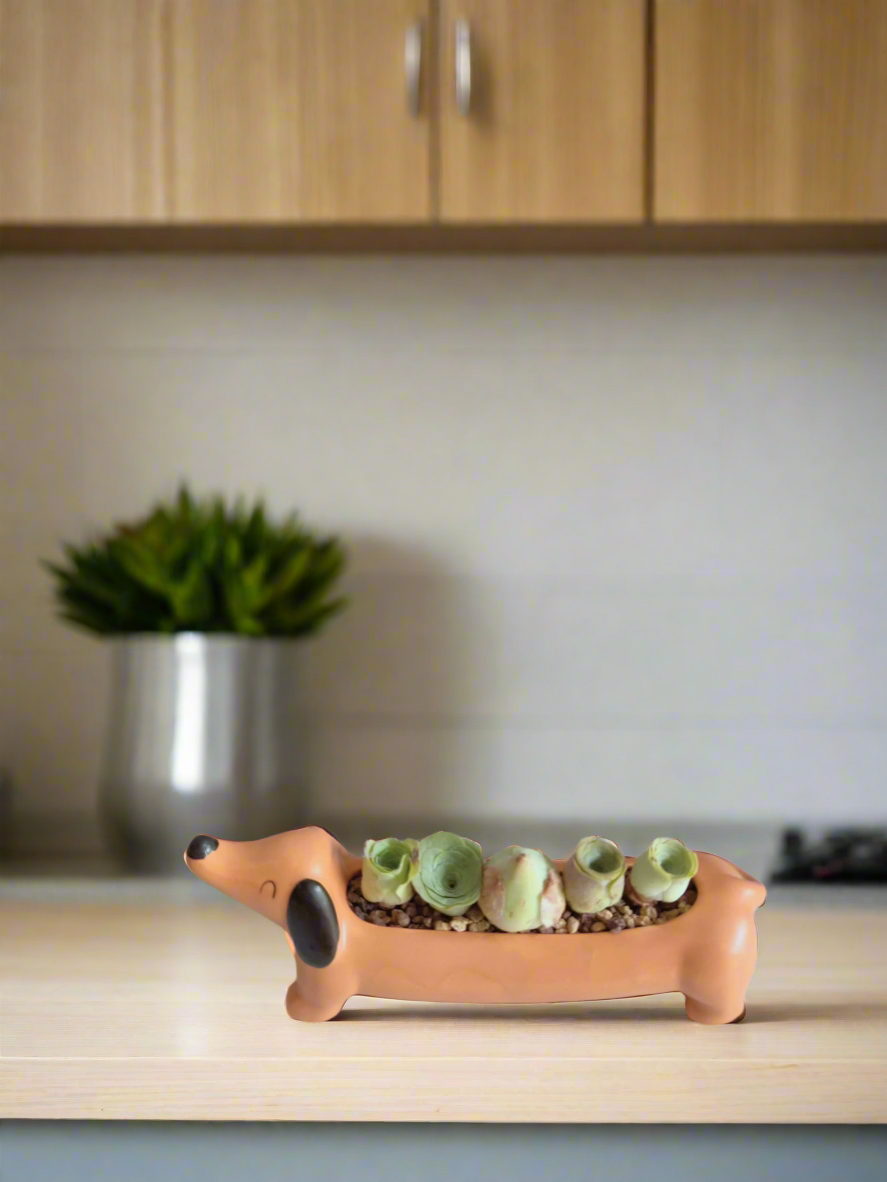 Succulent Daunchund - 5 Mountain Roses 'Greenovia' - SlowBloomGreens