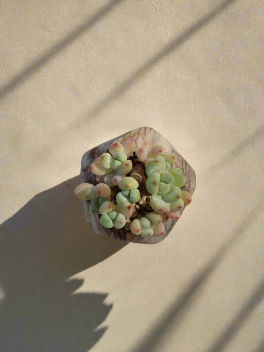 Succulent Mini Octagon Pot showcasing Sedum Treleasei