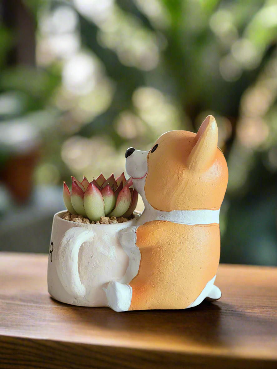 Succulent Charming Corgi - Echeveria Pulidonis - SlowBloomGreens