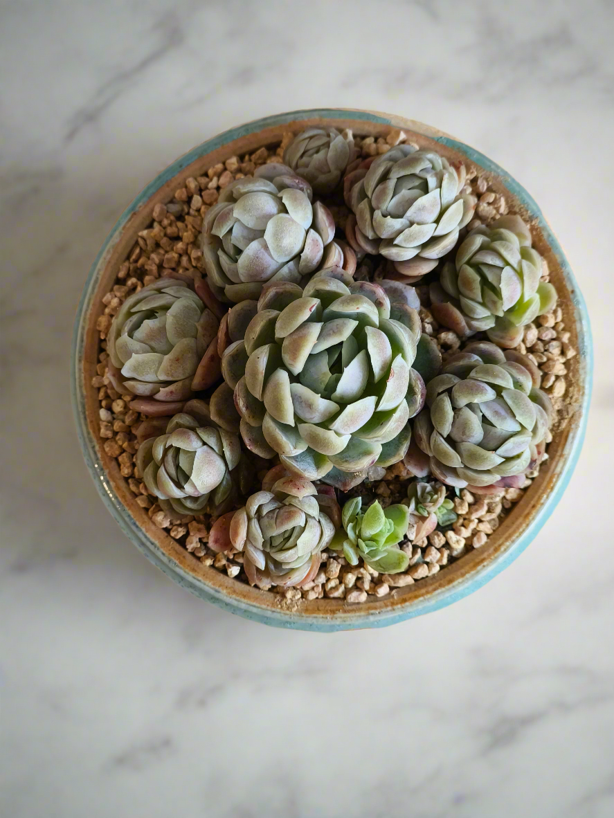 Succulent Moonlit Bloom Pot – Skyward Blue with Echeveria Elegans 'Raspberry Ice' - SlowBloomGreens