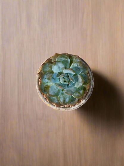 Succulent Moonlit Bloom Pot – Desert Gold with Echeveria Orange Monroe - SlowBloomGreens