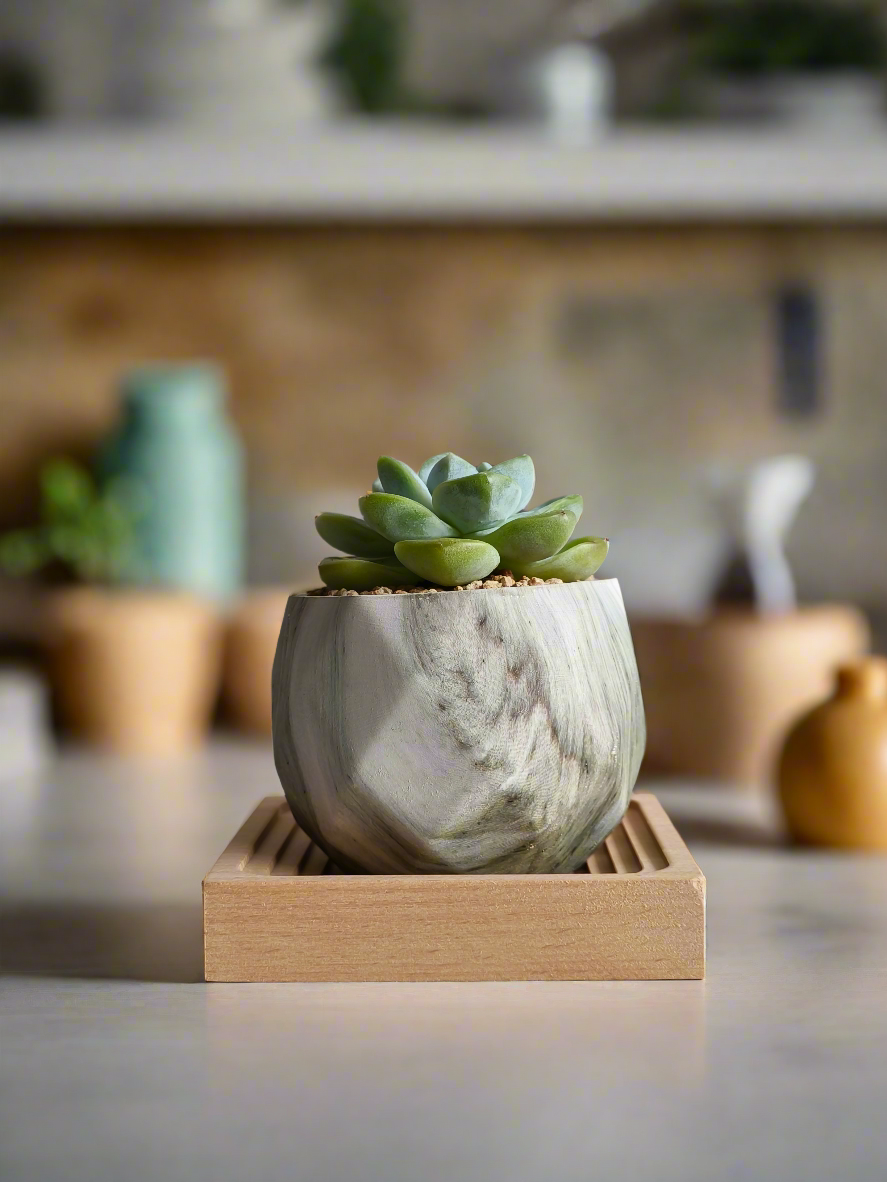 Succulent Classic Marble Green Pot – Echeveria Ice Green - SlowBloomGreens