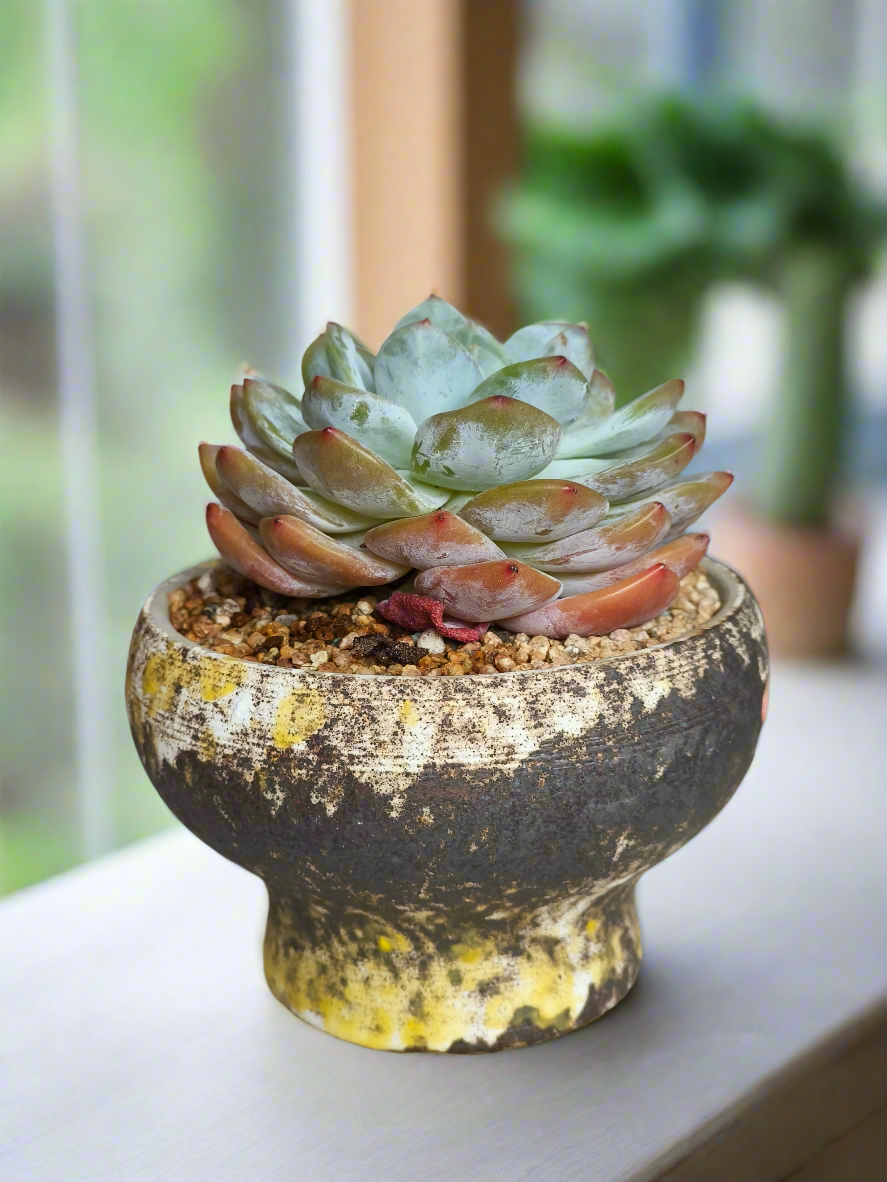 Succulent Moonlit Bloom Pot – Desert Gold with Echeveria Orange Monroe