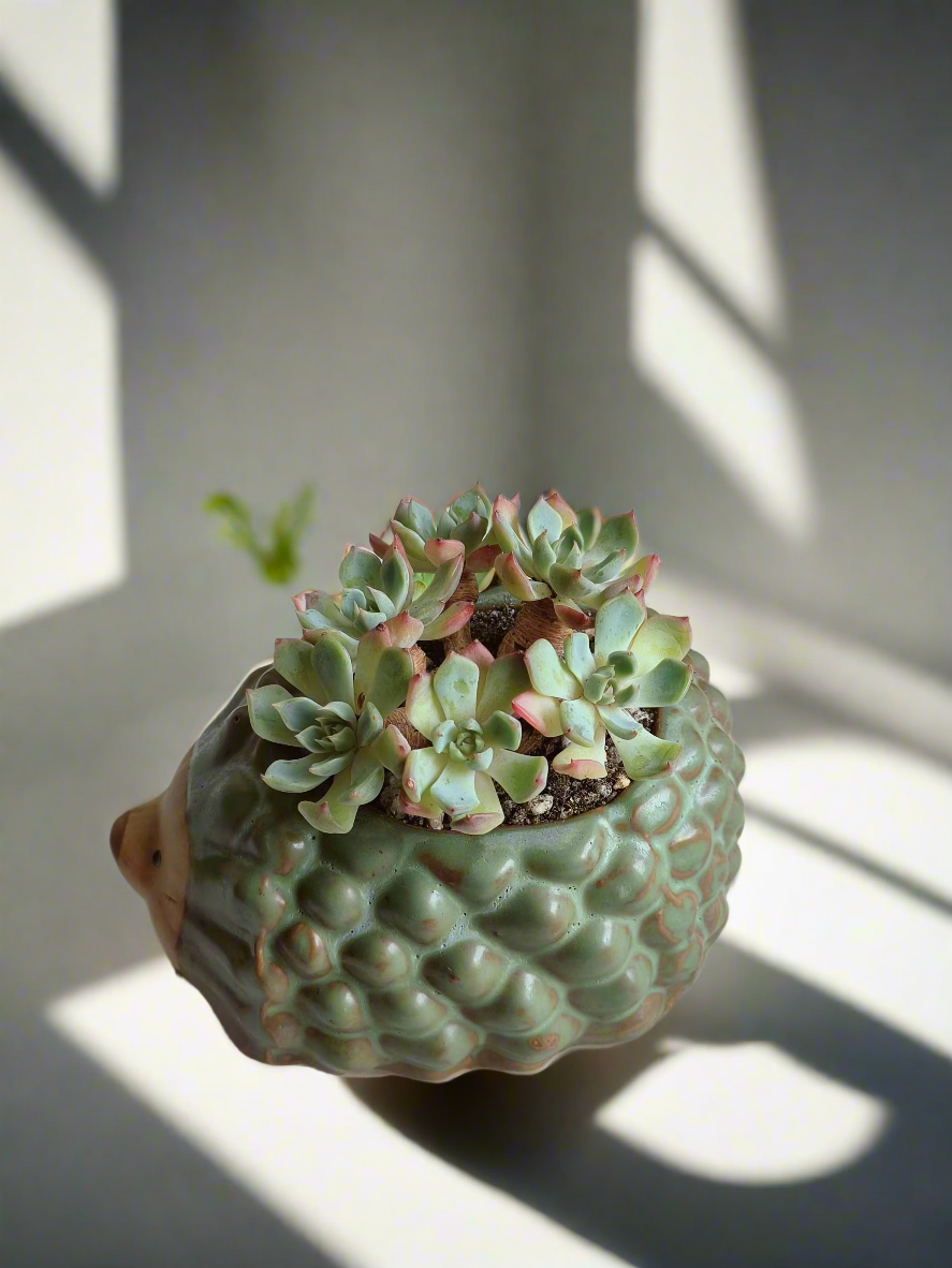 Succulent Hedgehog Pot featuring soft hues of Echeveria