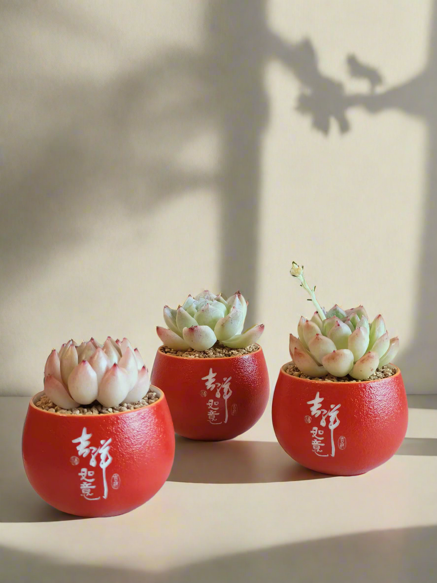 Cny - SlowBloomGreens