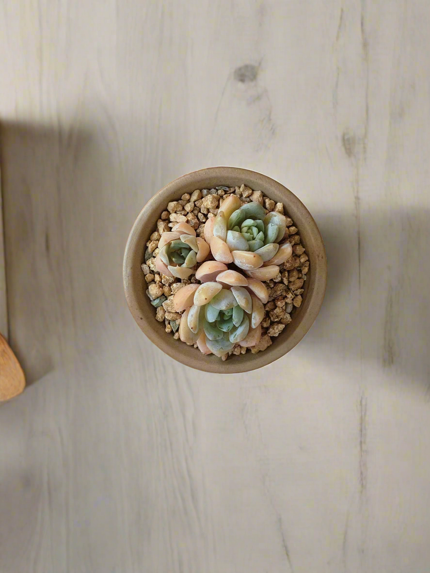 Detailed shot of the Succulent Rustica Mahogany - Echeveria Suryeon paired with rustic elements.