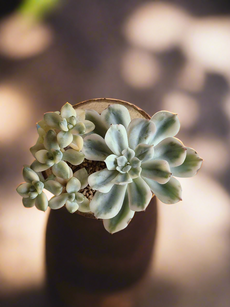 Succulent Natural Wood Pot - Graptoveria 'Titubans' & Echeveria Lenore Dean - SlowBloomGreens