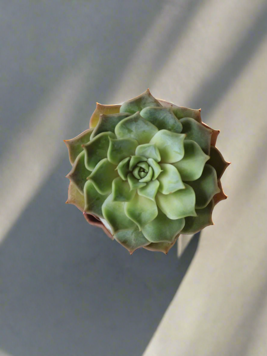 Bright and vibrant color of the Succulent Elegant Round Orange Pot – Echeveria Lilacina.