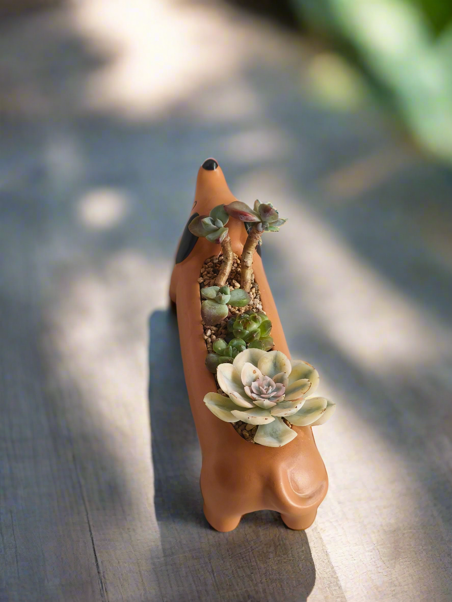 Succulent Daunchund Pot - Echeveria agavoides 'Akaihosi' & friends - SlowBloomGreens