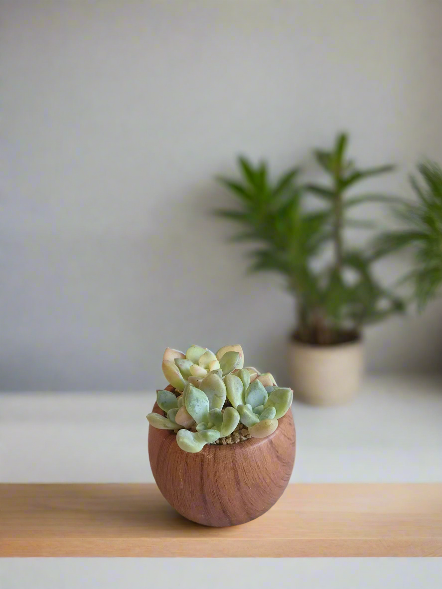 Succulent Mini Round 'Wood' – Graptopetalum mendoza