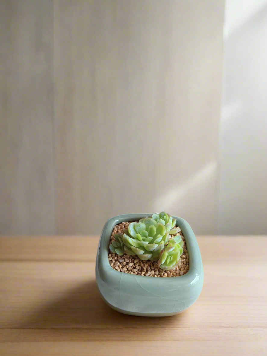 Succulent Zen Square Pastel Green Pot – Echeveria Elegans - SlowBloomGreens