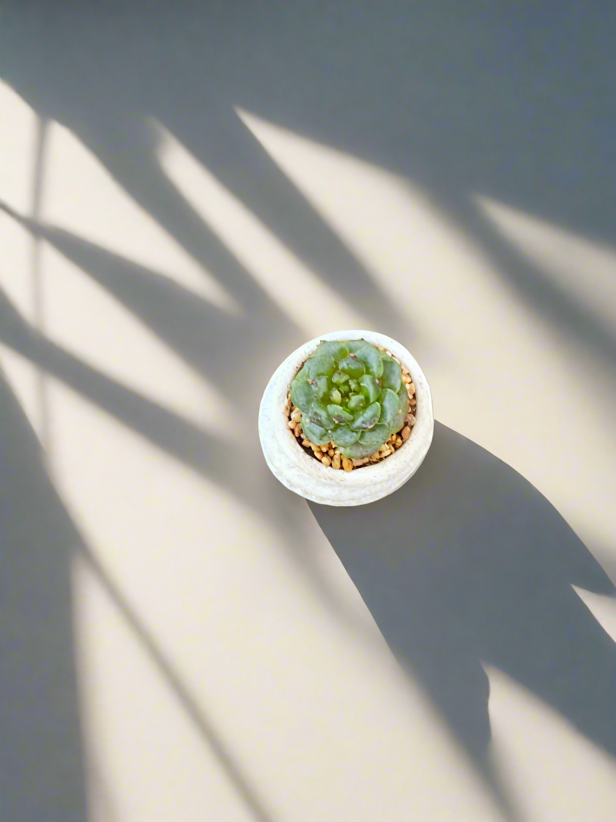 Succulent Tiny Footed Planter - Echeveria 'Red Velvet' - SlowBloomGreens