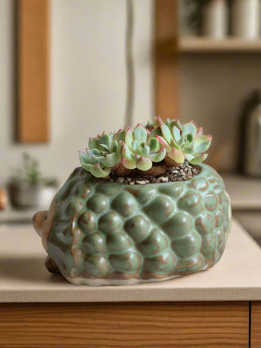 Charming Echeveria Elegans in hedgehog-shaped pot