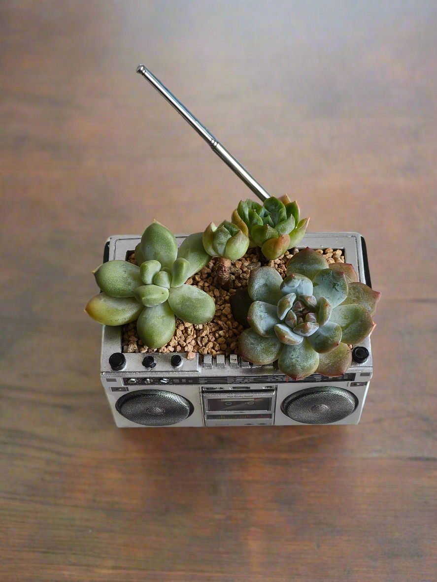 Succulent Retro Boombox – Pachyphytum Oviferum, Echeveria Bluebird & Echeveria Elegans 🎶✨