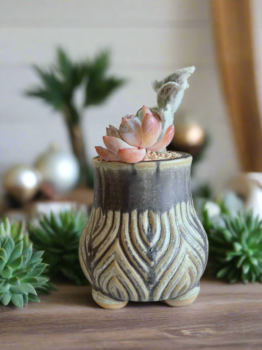 Succulent Rustic Pot Ash  – White Velvet & Echeveria Spica - SlowBloomGreens