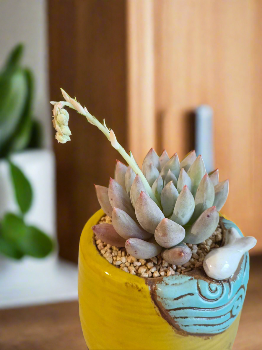 Succulent Enchanted Garden Fish – Pachyveria Angel's Finger (Blooming)