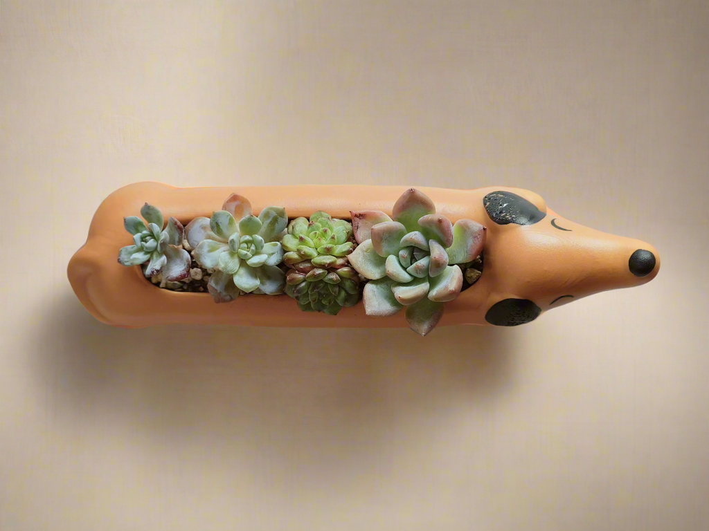 Succulent Daunchund - various - SlowBloomGreens