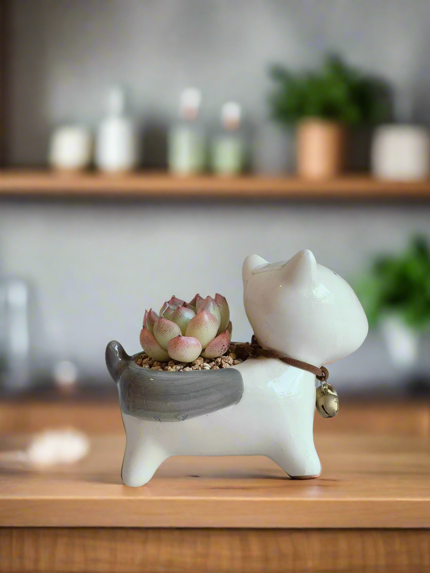 Succulent Puppy Bull Terrier - Echeveria Suryeon - SlowBloomGreens