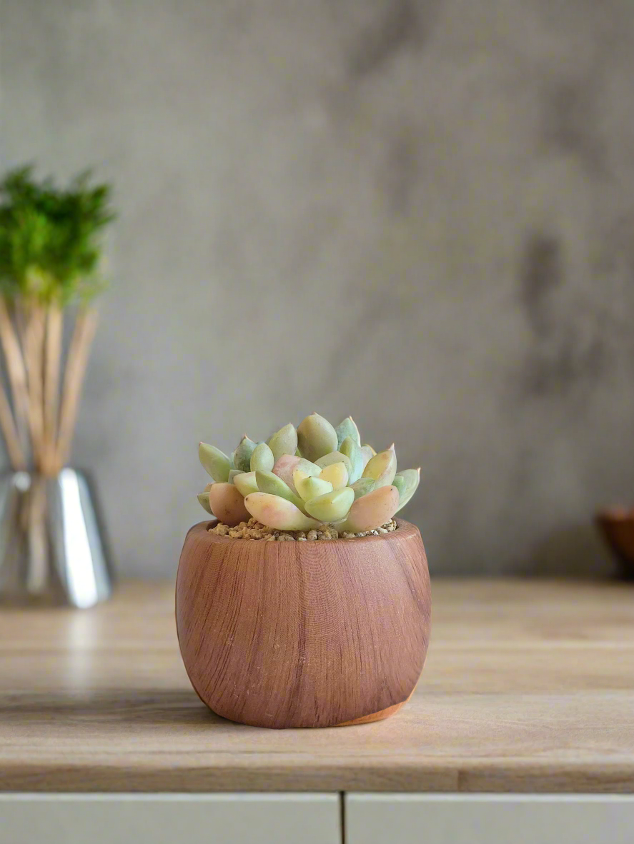 Succulent Mini Round 'Wood' – Graptopetalum mendoza