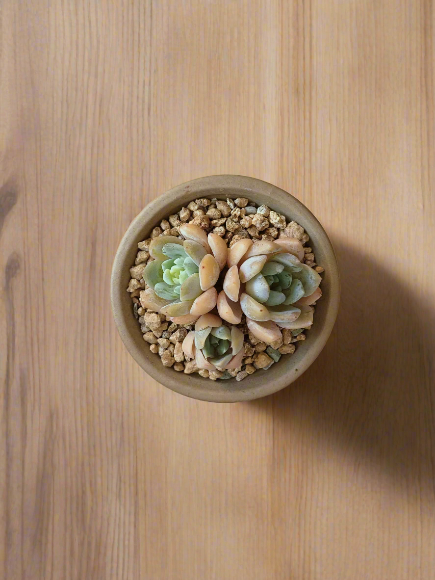 Charming presentation of the Succulent Rustica Mahogany - Echeveria Suryeon in a bright setting.