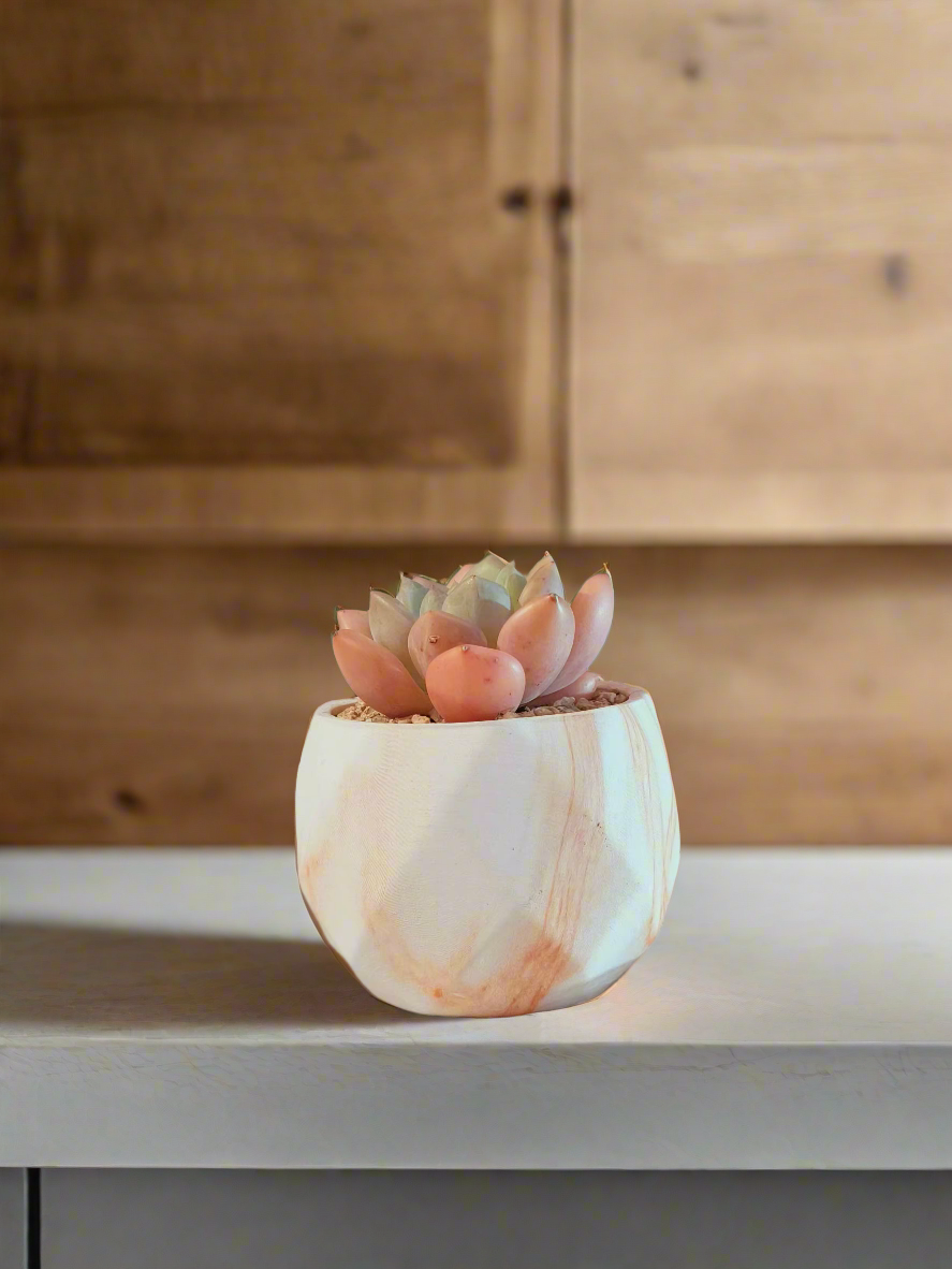 Succulent Classic Marble Orange Pot – Graptoveria White Dew