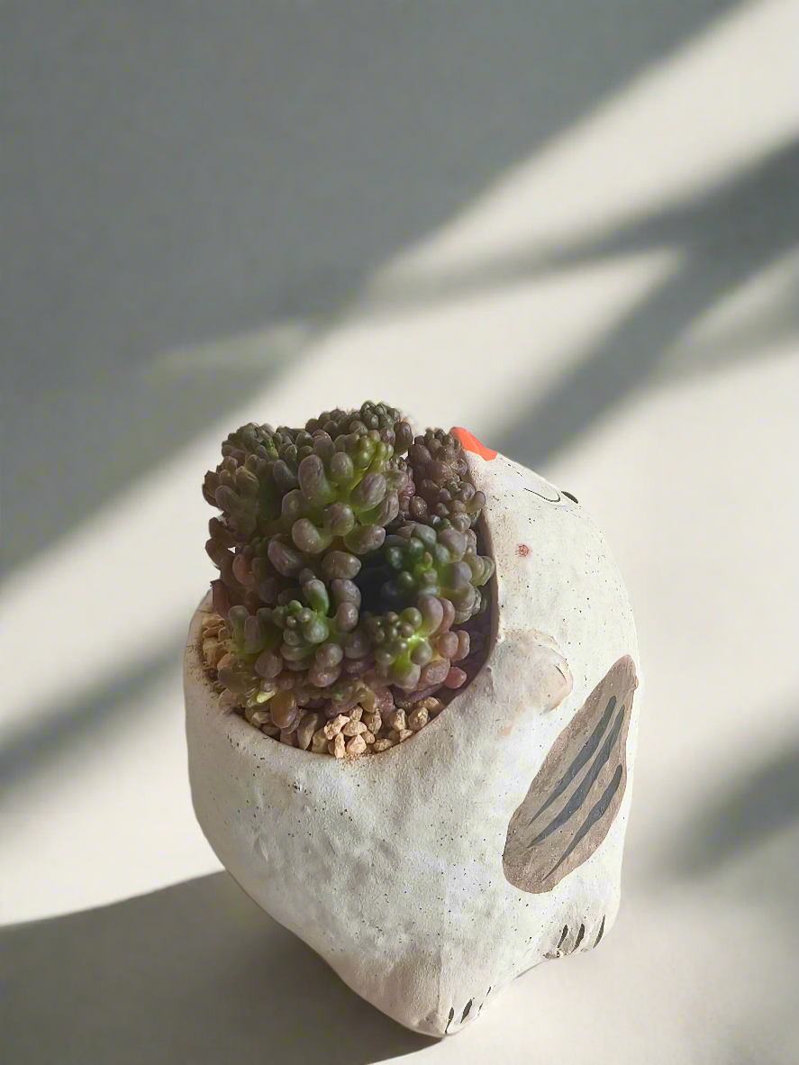 Succulent Sleeping Beauty Cat Planter - Sedum Rubrotinctum 'Redberry' - SlowBloomGreens