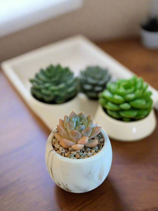 Succulent Mini Round Gold Pot – Graptoveria Opalina in a chic display.