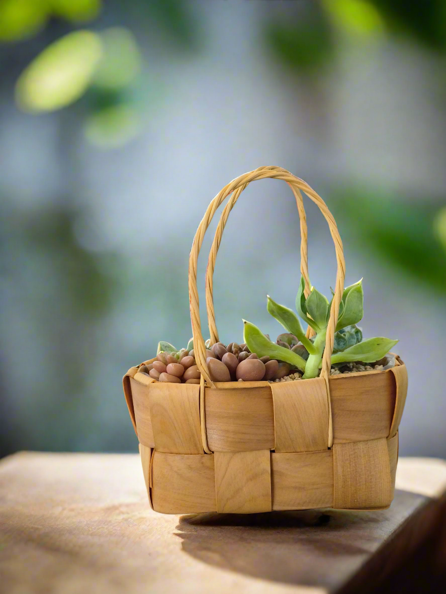 Succulent Basket Bliss - Handcrafted Succulents