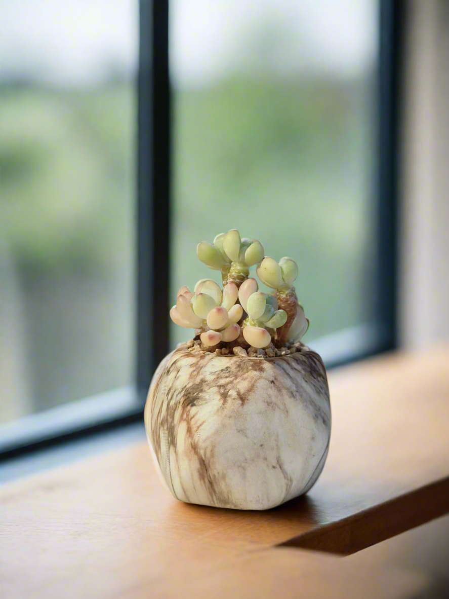 Succulent Mini Octagon Brown Pot - Sedum Treleasei 'Stonecrop'