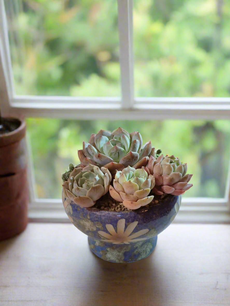 Succulent Moonlit Bloom Pot – Ocean Blue with Echeveria Orange Monroe & Friends