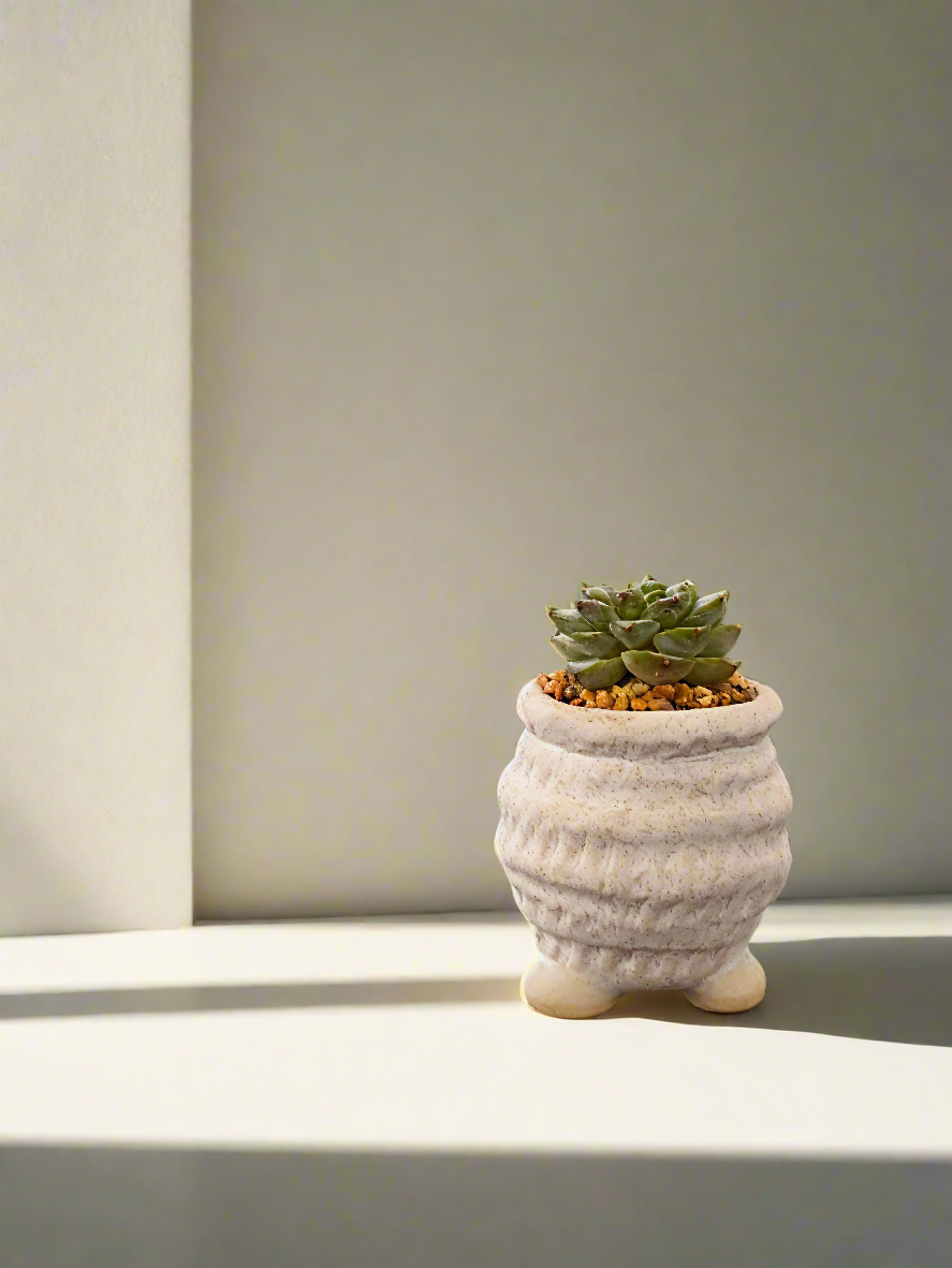 Succulent Tiny Footed Planter - Echeveria 'Red Velvet' - SlowBloomGreens