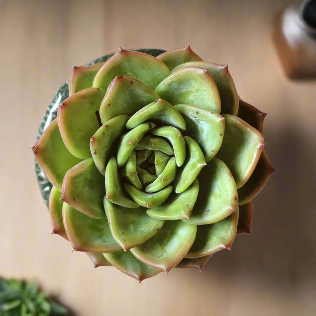 Charming presentation of the Succulent Rustica Ceramic – Echeveria Chihuahua.