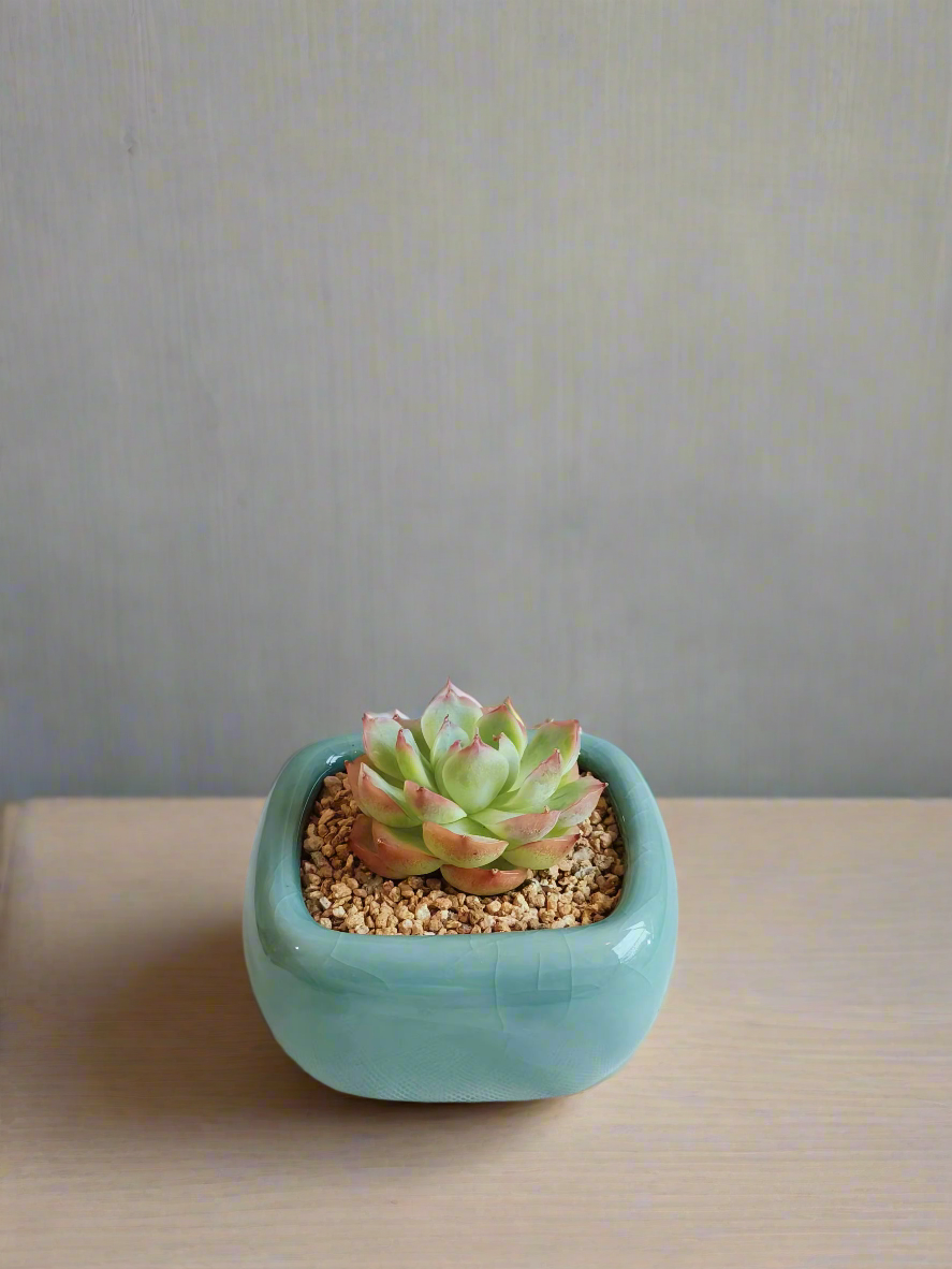 Succulent Zen Square Turquoise Pot – Echeveria Agavoides 'Casio'