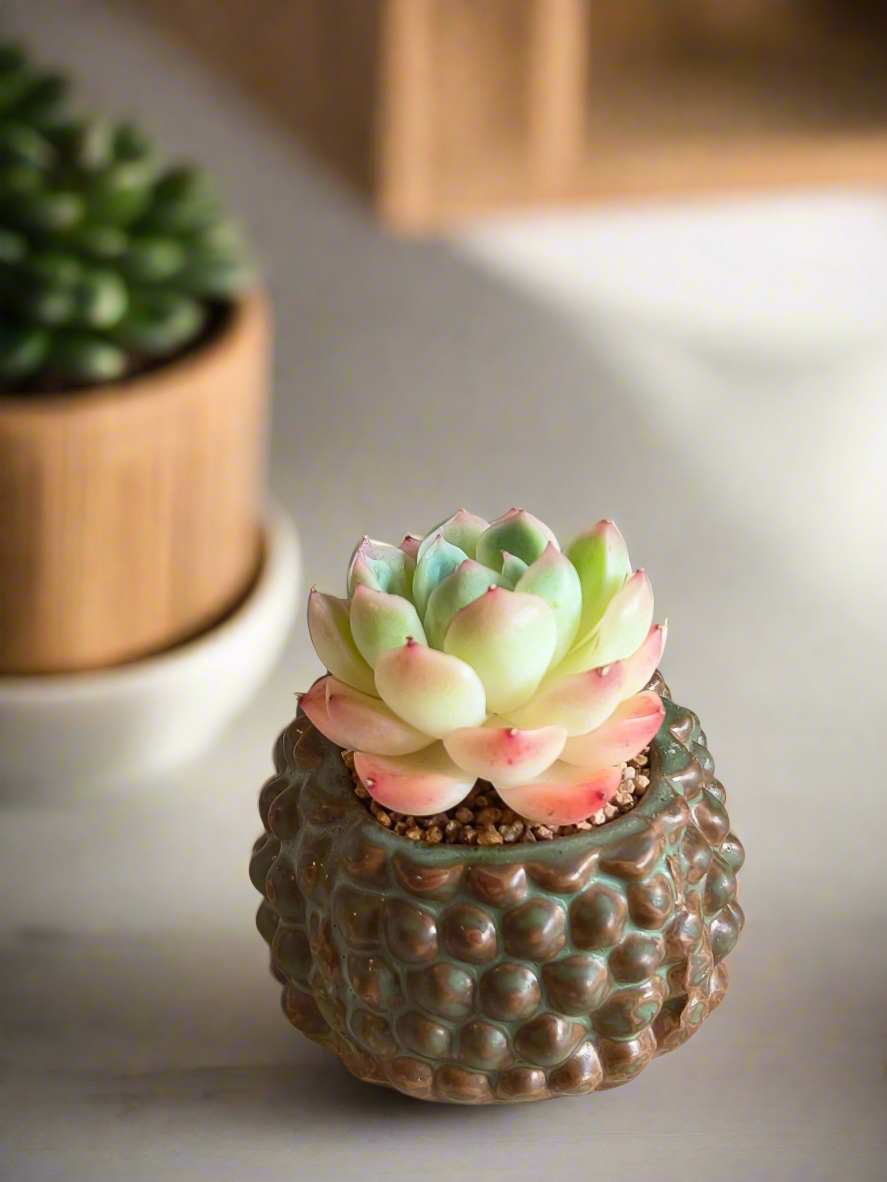 Succulent Hedgehog Pot - Echeveria Suryeon - SlowBloomGreens