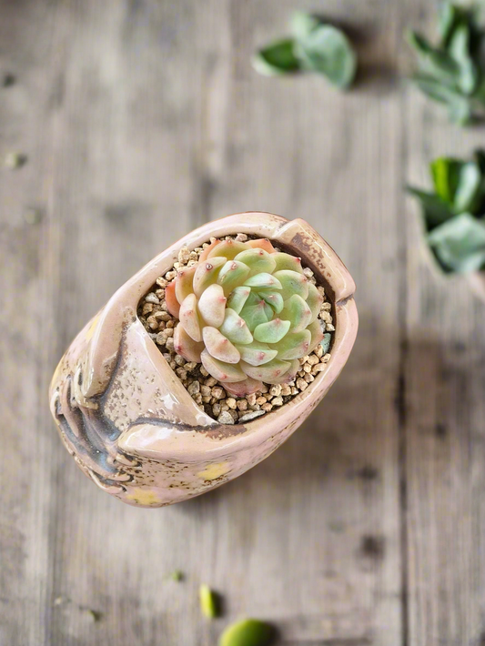 Succulent Laced-Up Soft Pink Charm Pot – Echeveria Elegans