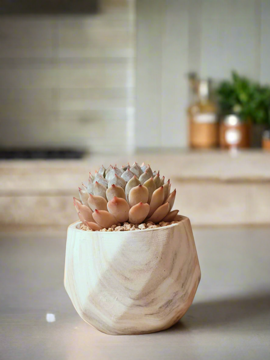 Succulent Classic Marble Brown Pot – Echeveria Fiona - SlowBloomGreens