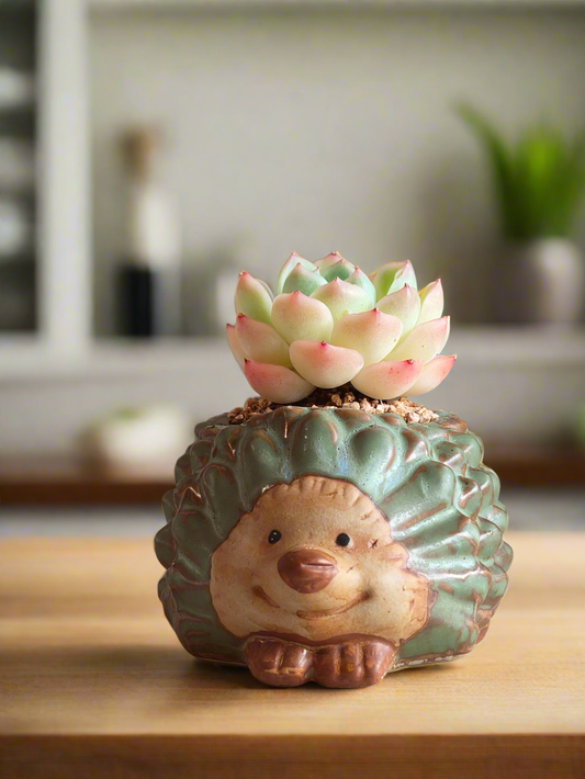Succulent Hedgehog Pot - Echeveria Suryeon - SlowBloomGreens
