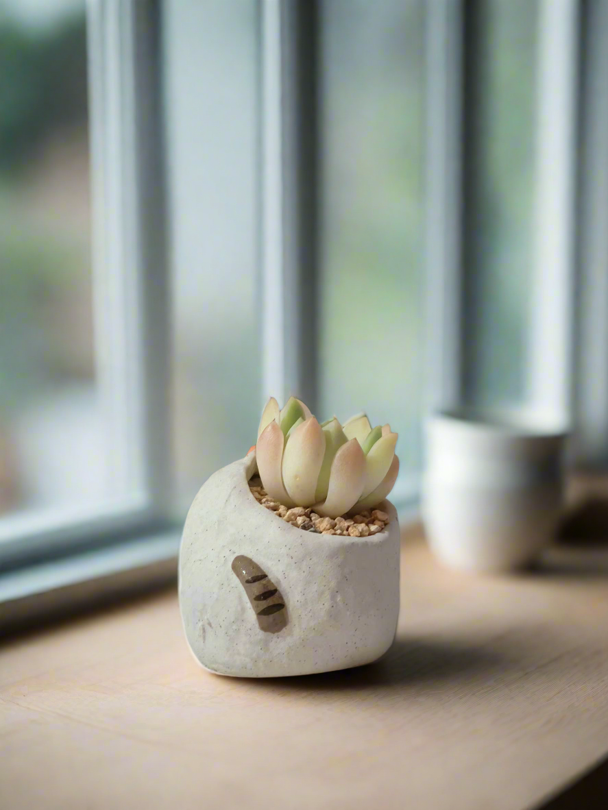 Succulent Cat Pot - Echeveria in a whimsical cat pot