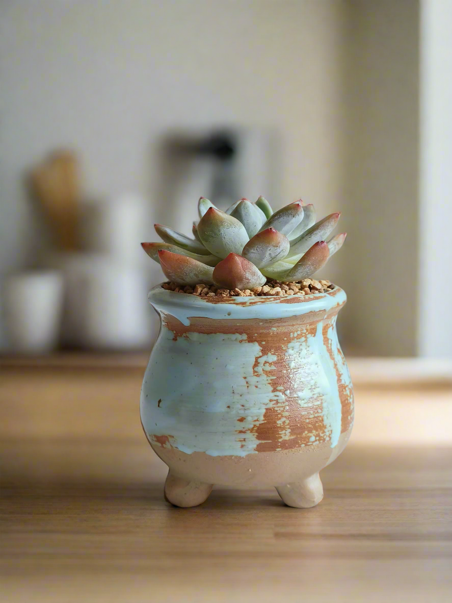 Succulent Rustic Serenity Pot – Echeveria 'Blue Bird'