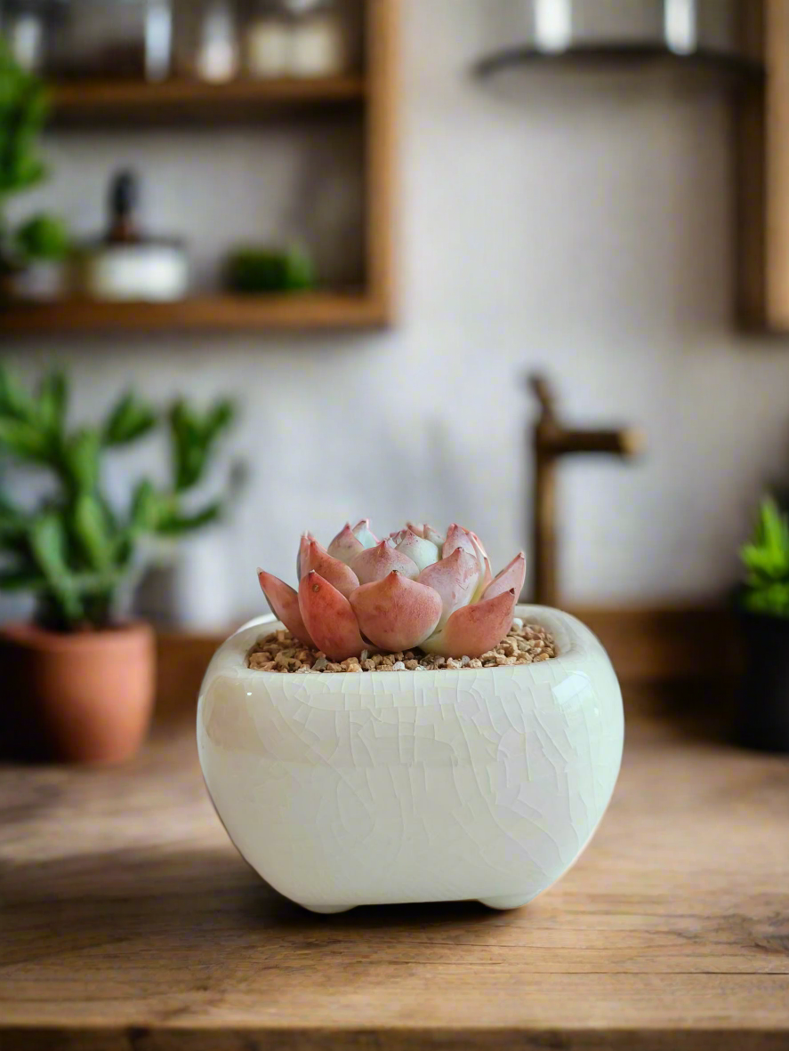 Succulent Zen Square Cream Pot – Echeveria Suryeon